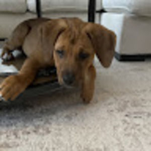 Meet your Posher, Ava